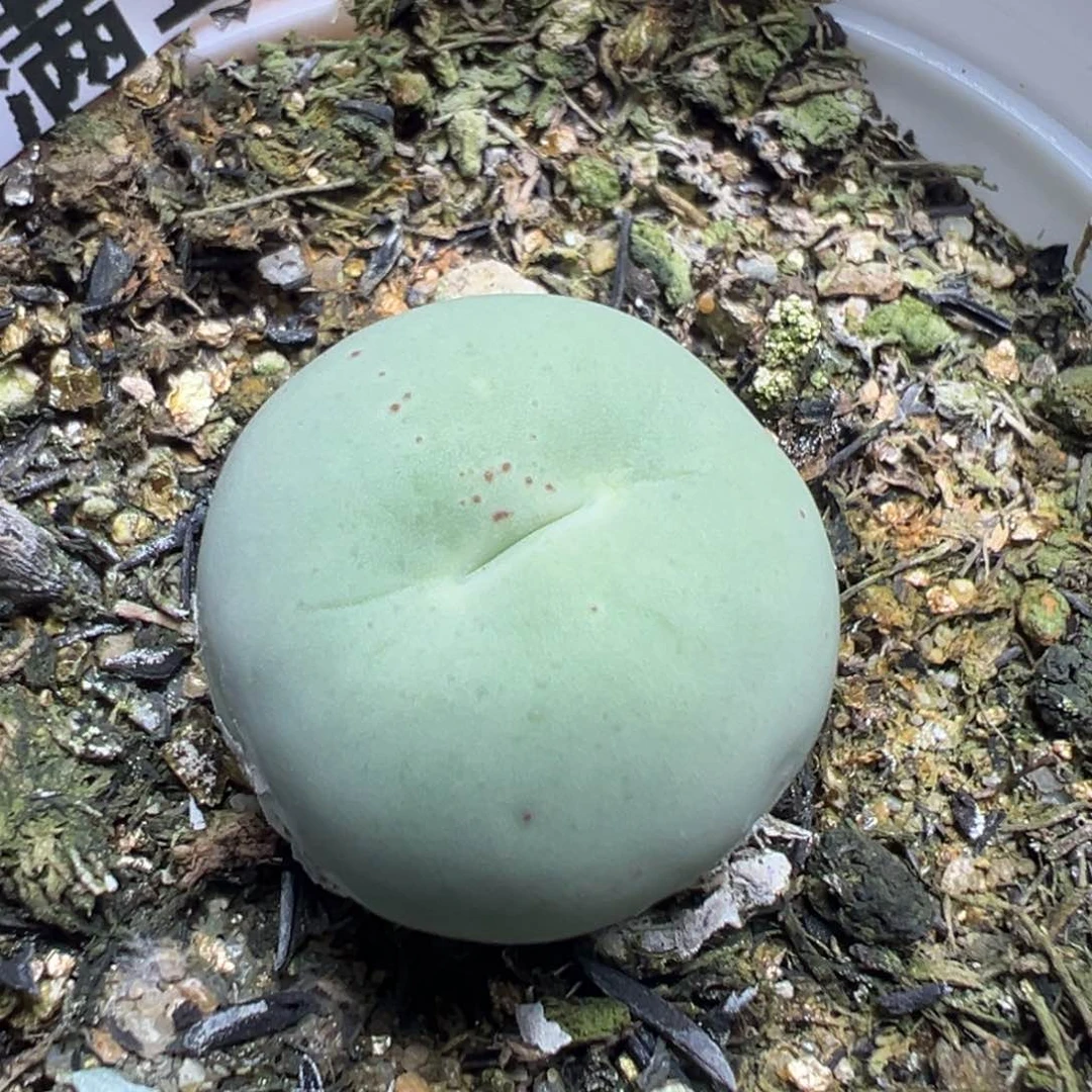 【闪购商品】 063。