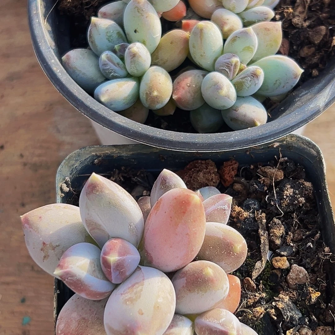 棉棉精品多肉系列