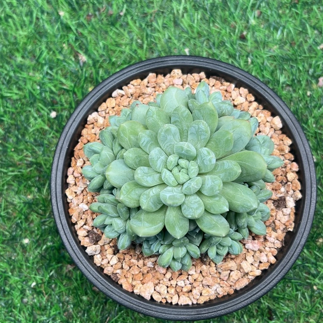 百达翡翠，完美手捧