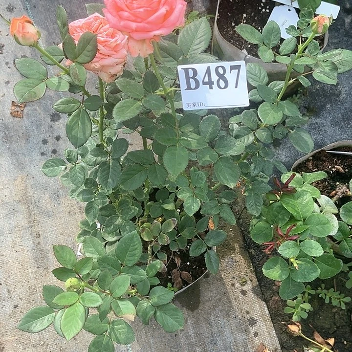 无花朵娜塔莎487号