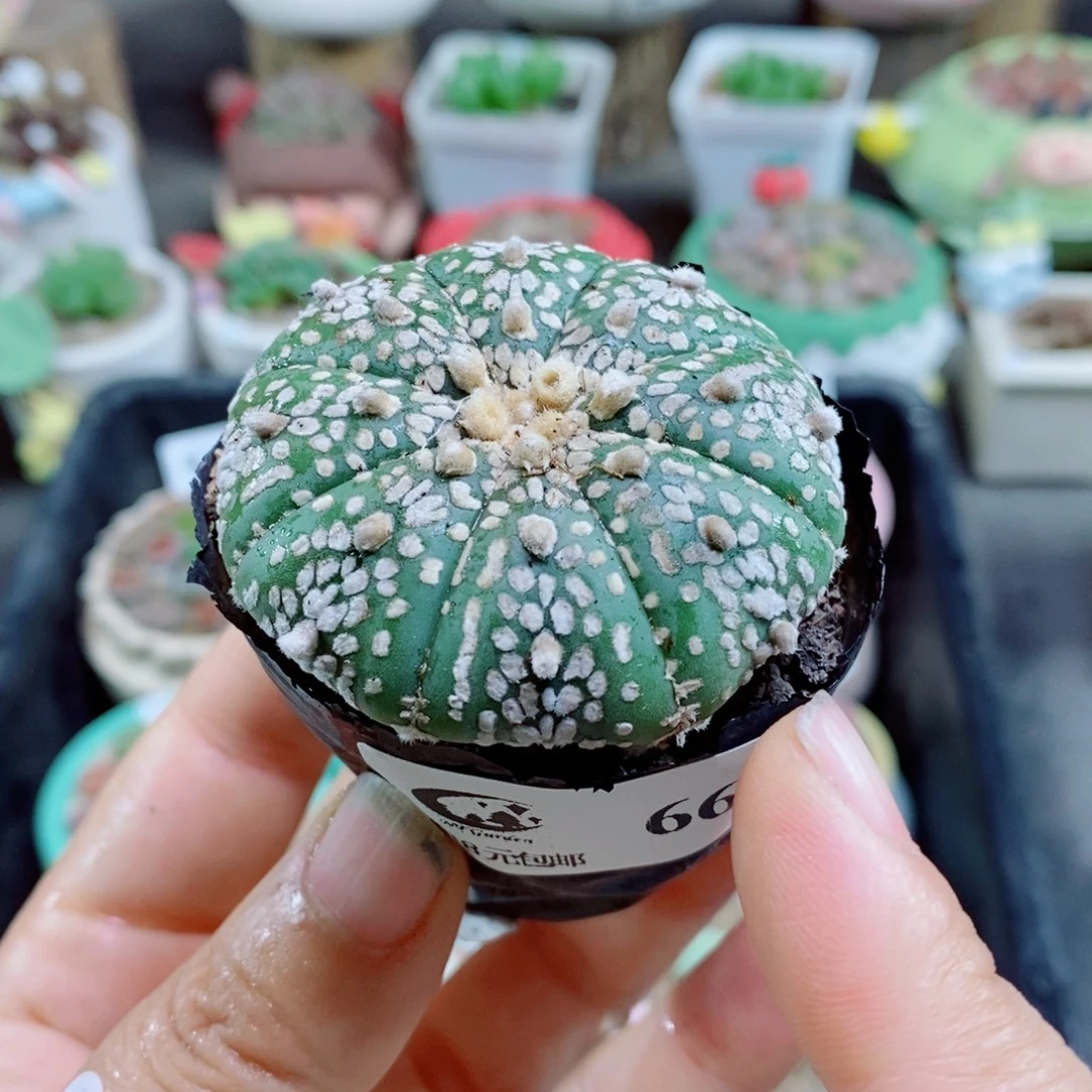 生石花花花花花花花花66