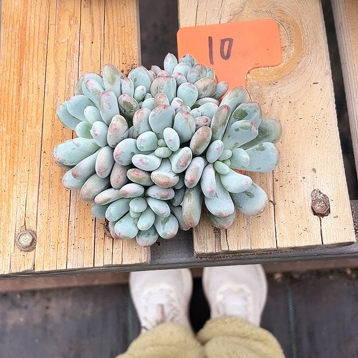 香香雪10号码牌子的话题