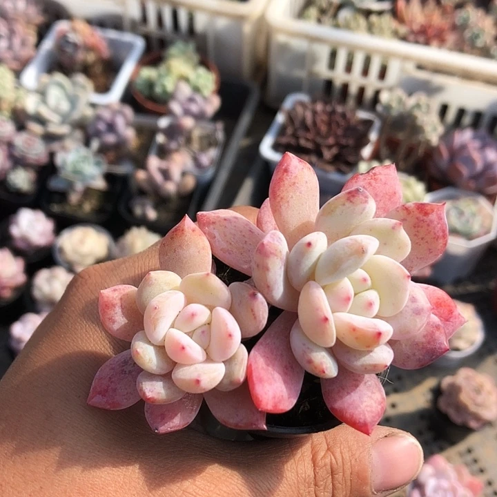 ?**?枫叶多肉。山东临沂