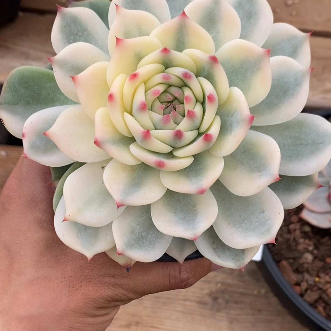 吉娃娃锦多肉植物9730