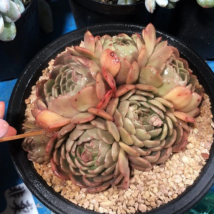 珍妮杂橙子多肉植物