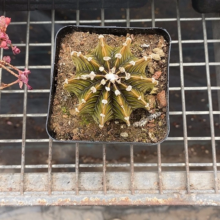 漂亮的小仙女们都来看看