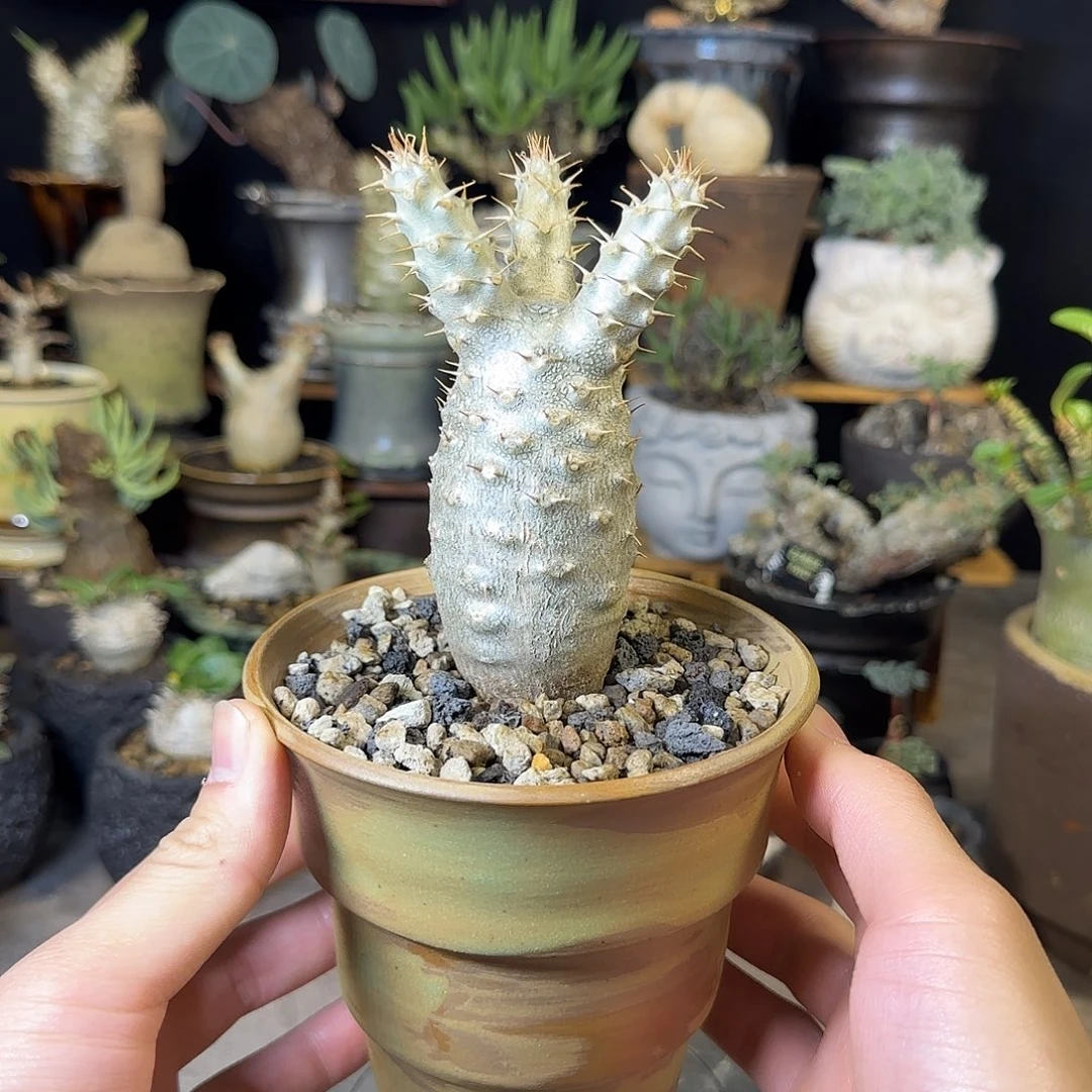 一物一拍象牙宫290