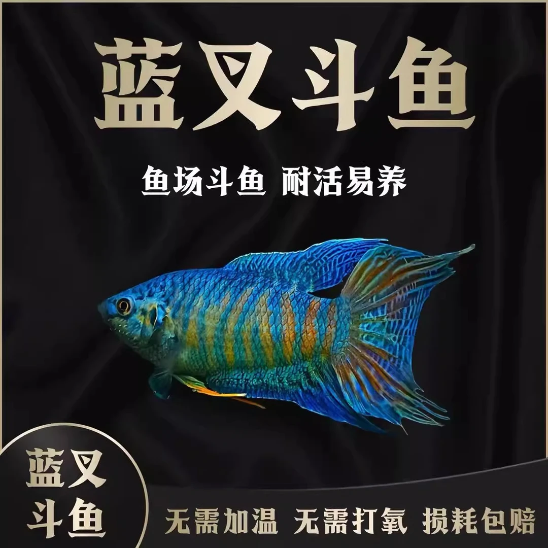 中国斗鱼蓝叉普叉冷水小型淡水活体观赏鱼耐养适合新手小型饲料