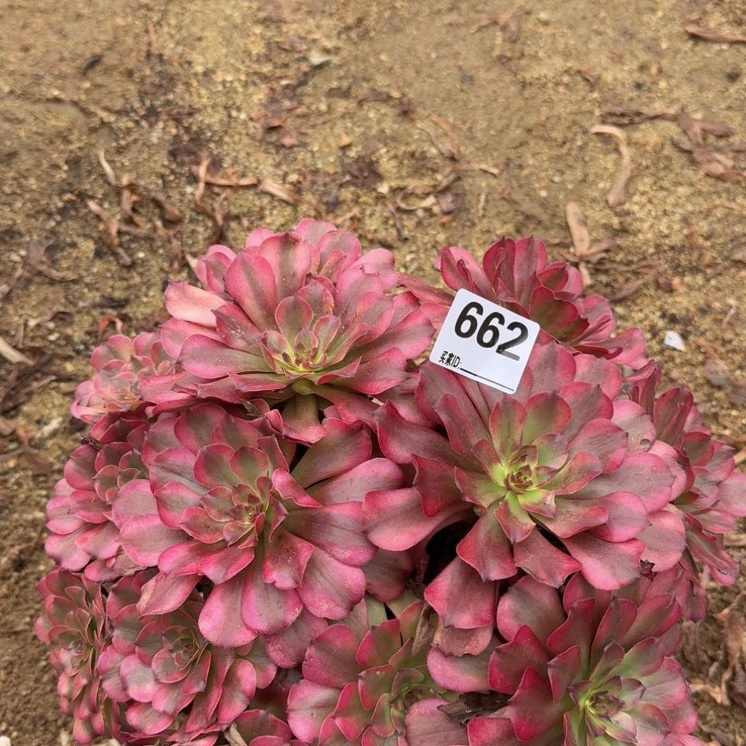 662美姬多肉植物