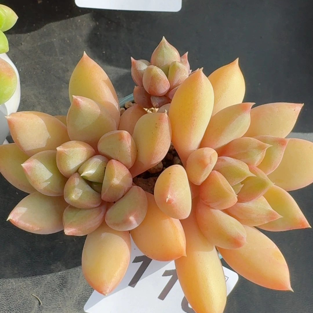 象牙          摇身一变高富帅，一夜暴富动作快