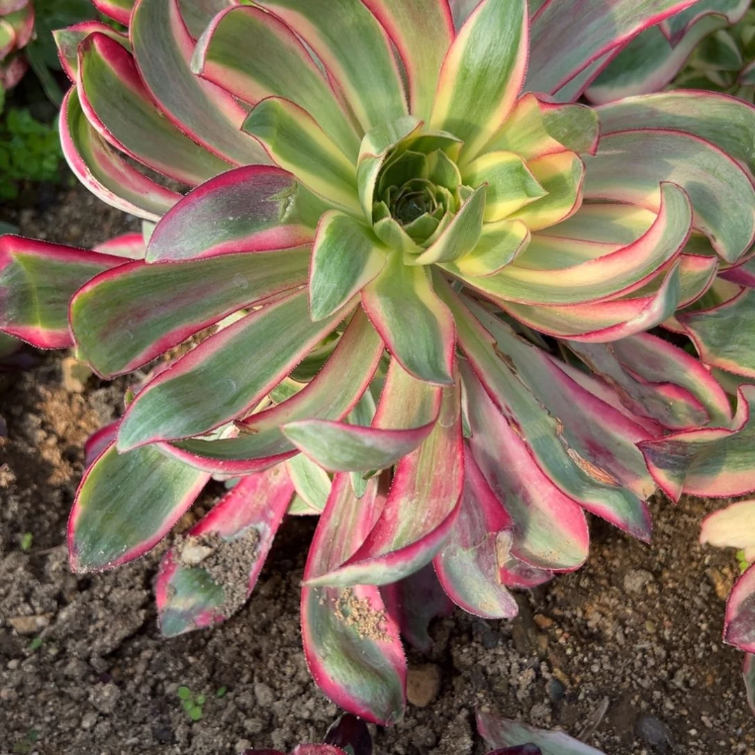 祥***人216烈焰多肉植物