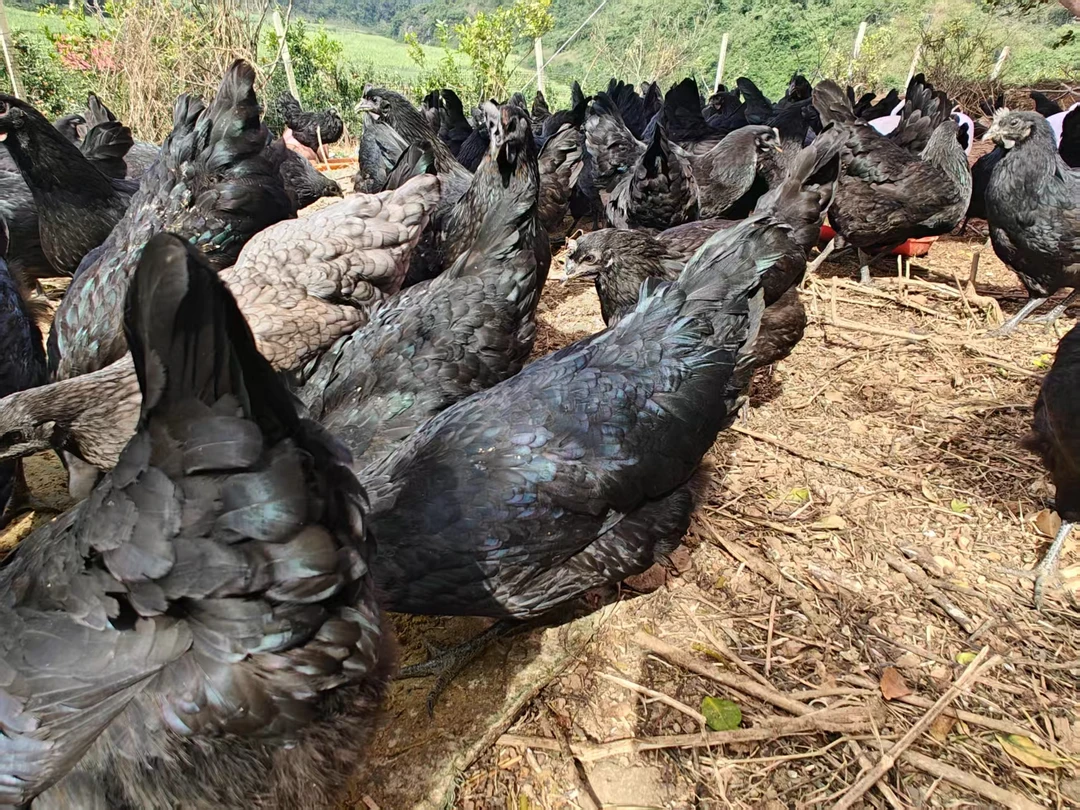 广西大山散养土鸡正宗本地土鸡五黑鸡一只装2.8-3.5斤
