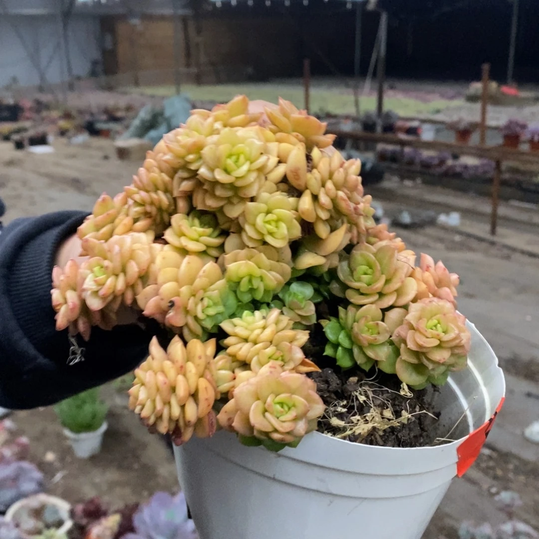 蜡牡丹整桩无砍老桩