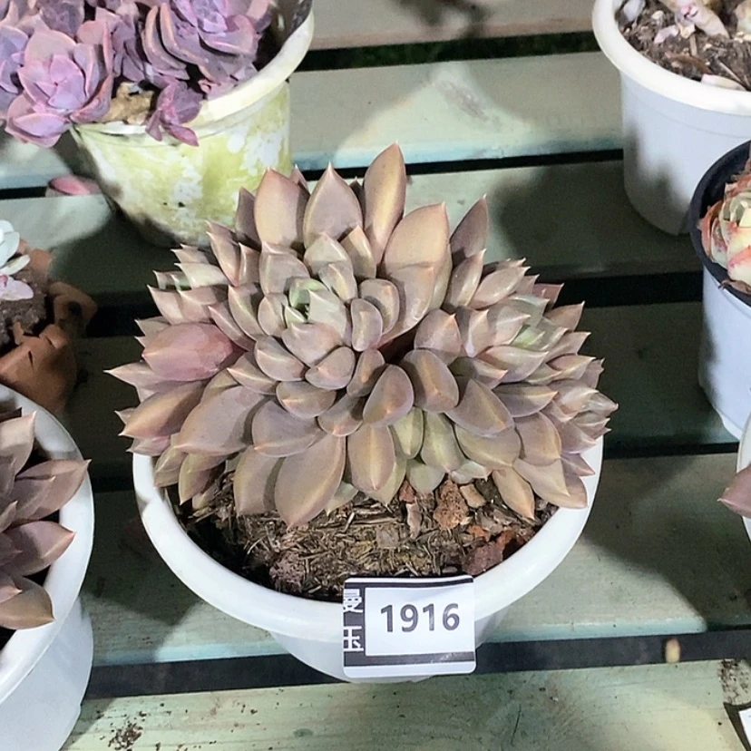 【闪购商品】红象牙1916