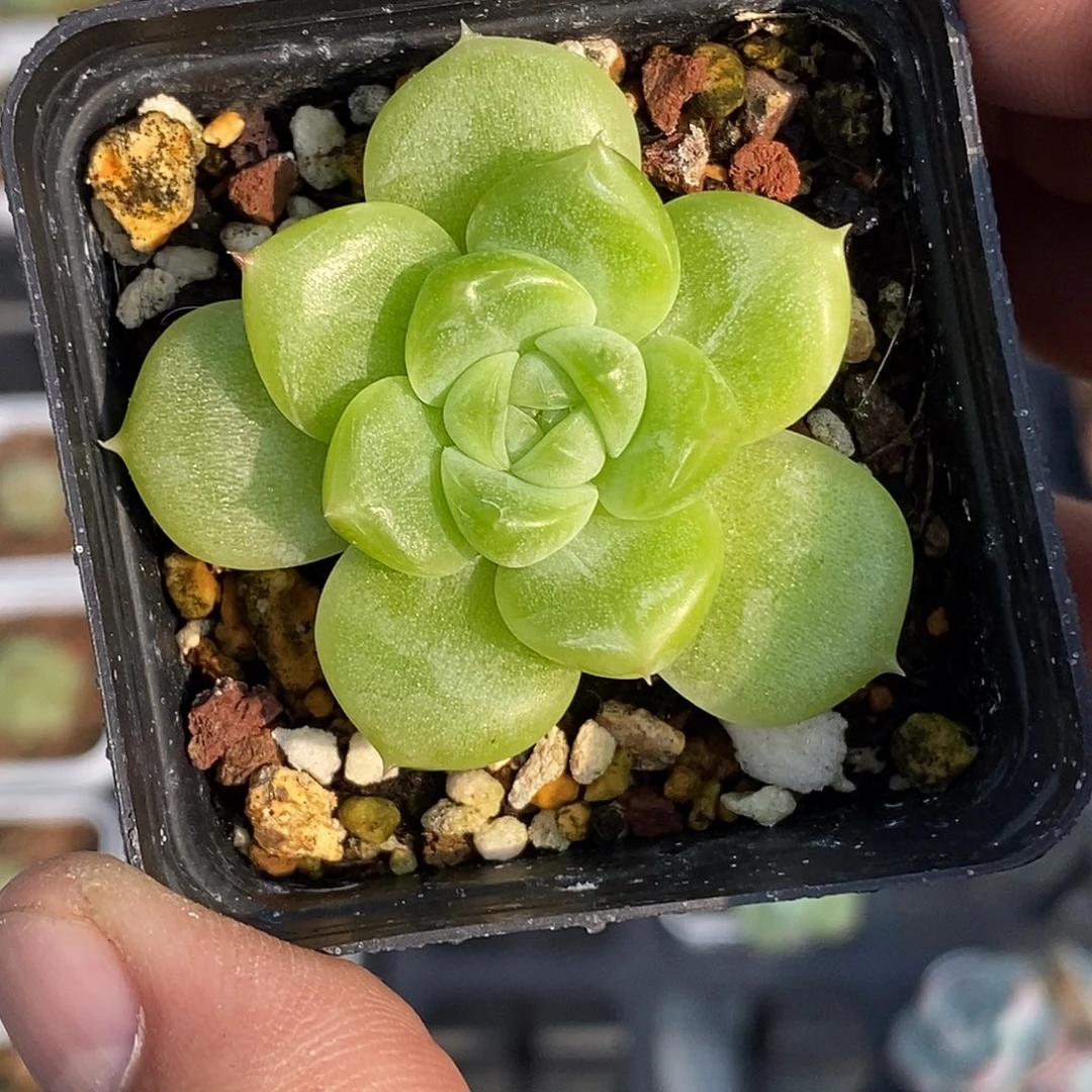 奶油财富30包邮非偏远