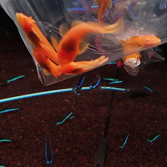 工具鱼黄金胡子  3.0/3.5   5只中通