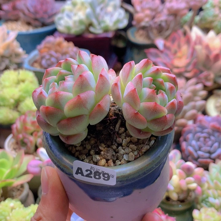 一物一拍含盆土满38包邮A289