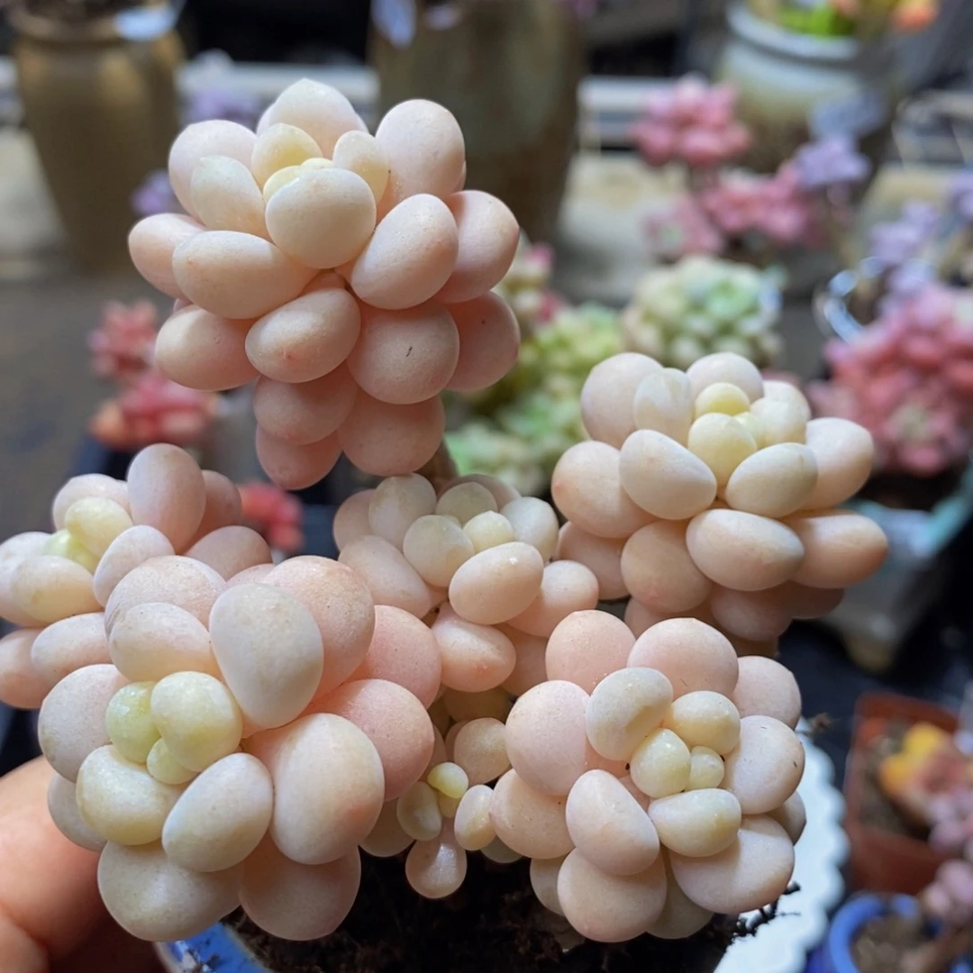 359？洛可可8 厘米