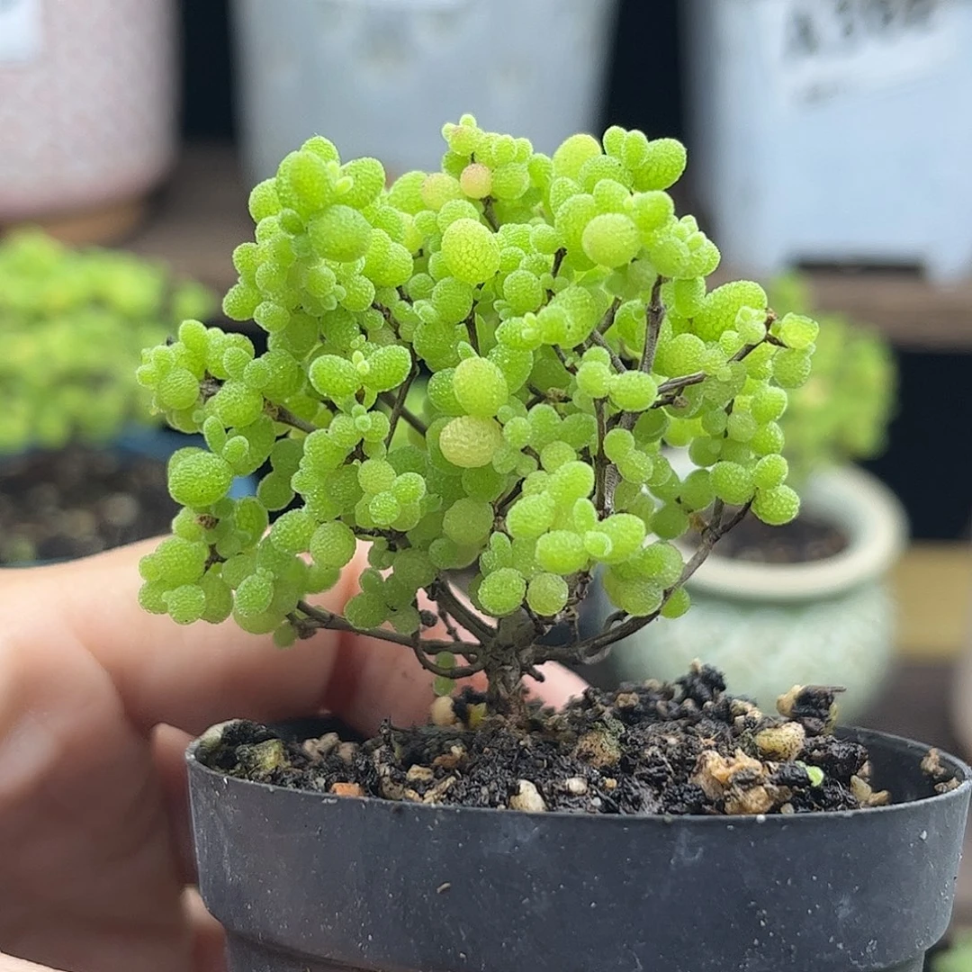 20蜜桔糖球优选枝干番杏