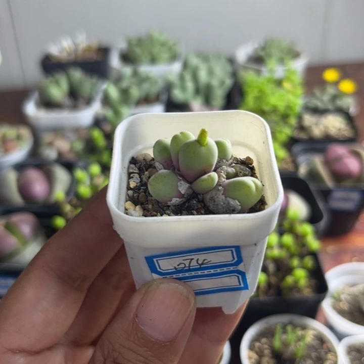 074 荧光玉多肉植物