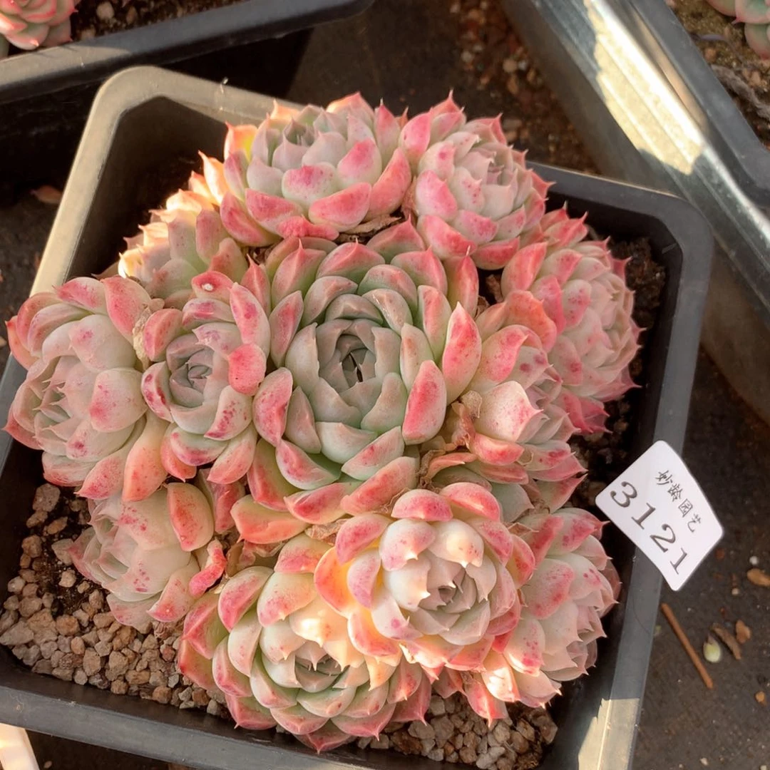 你****?3121杂交多肉植物基地