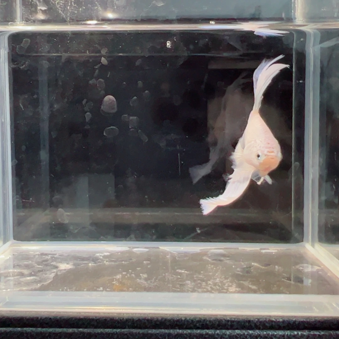 斗鱼浅色仙仙裙特殊尾