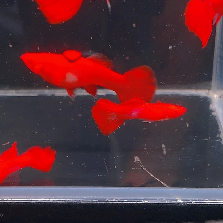 孔雀鱼精品通背红双分水7条