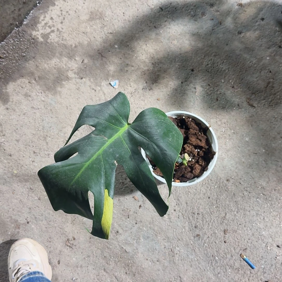 无花朵阿*七芝士龟背竹一物一拍