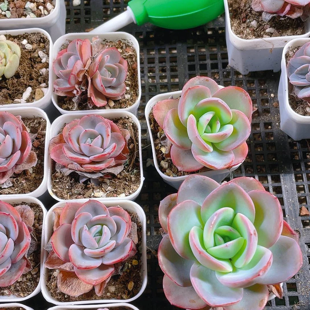 布鲁兰盆一个满25包邮