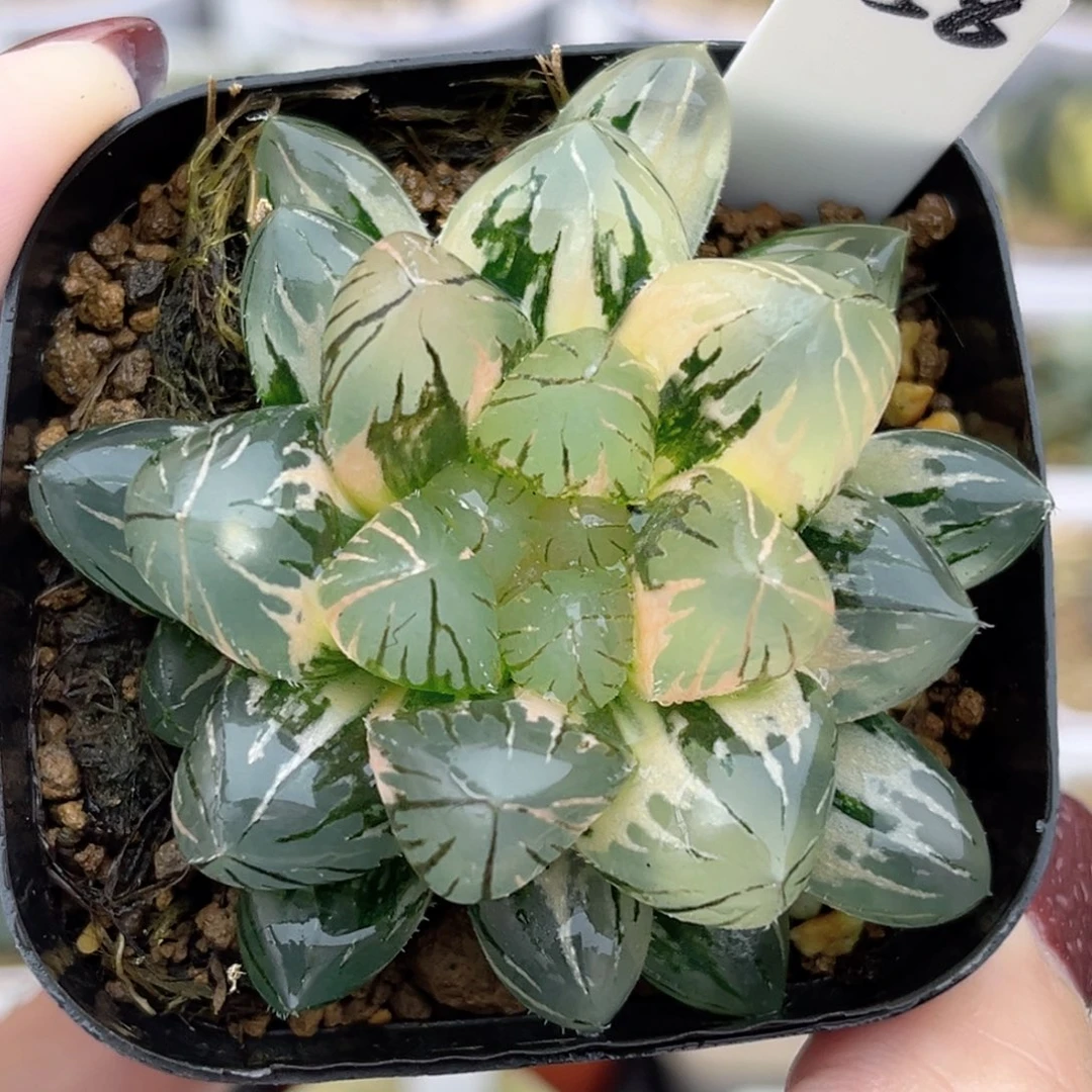 58龙爪玉露锦福利专场