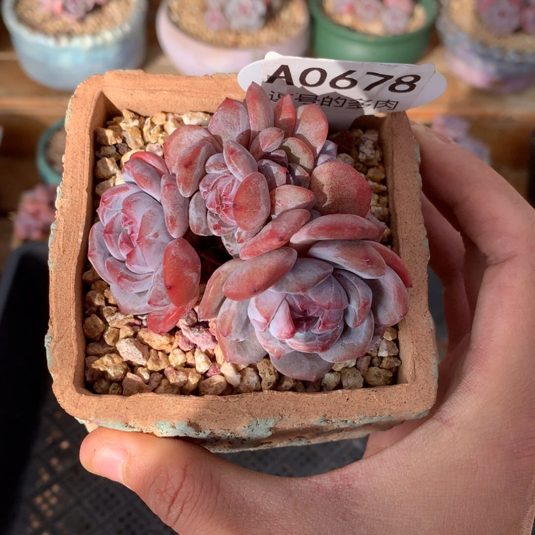 A0678 开播福利 星影群有砍 7.5cm