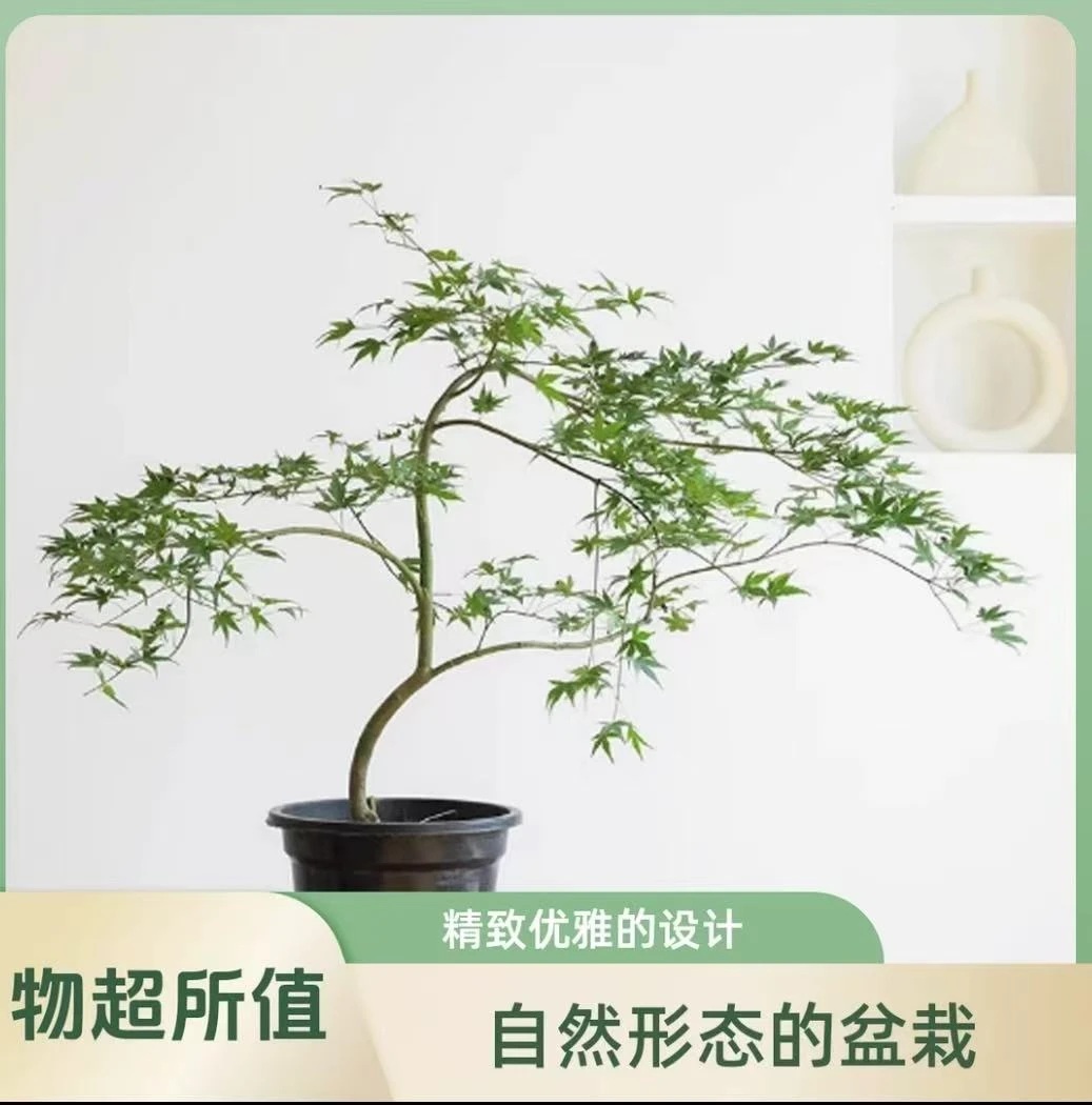 禅艺绿植流泉枫盆景室内观叶造型【盆有一景 一物一拍】