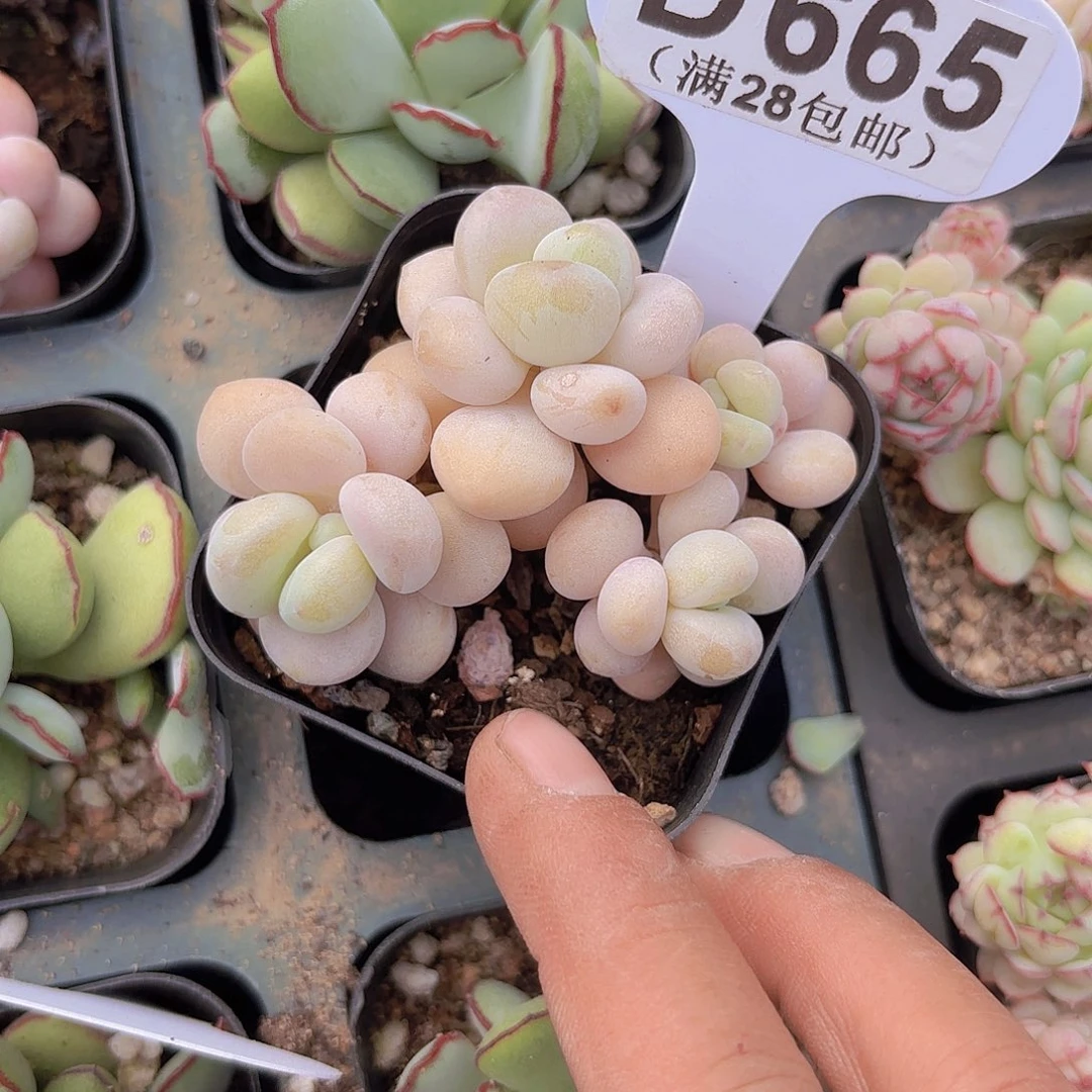 D665洛神一物一拍