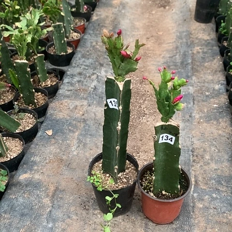 去***追135+134嫁接蟹爪兰：桑吉塔+贵族红