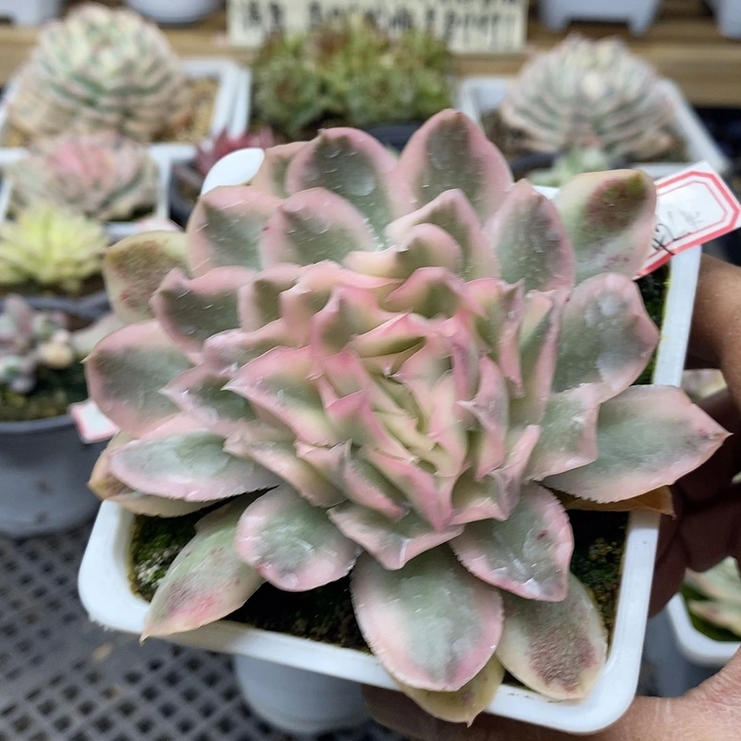 2842 紫蝴蝶锦 需延时发货