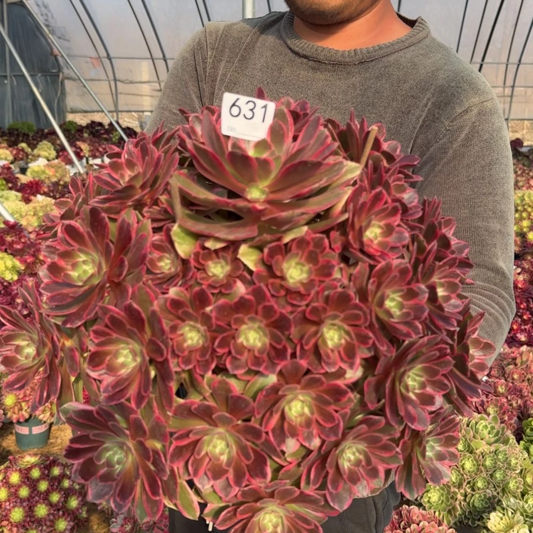 631浣纱多肉植物
