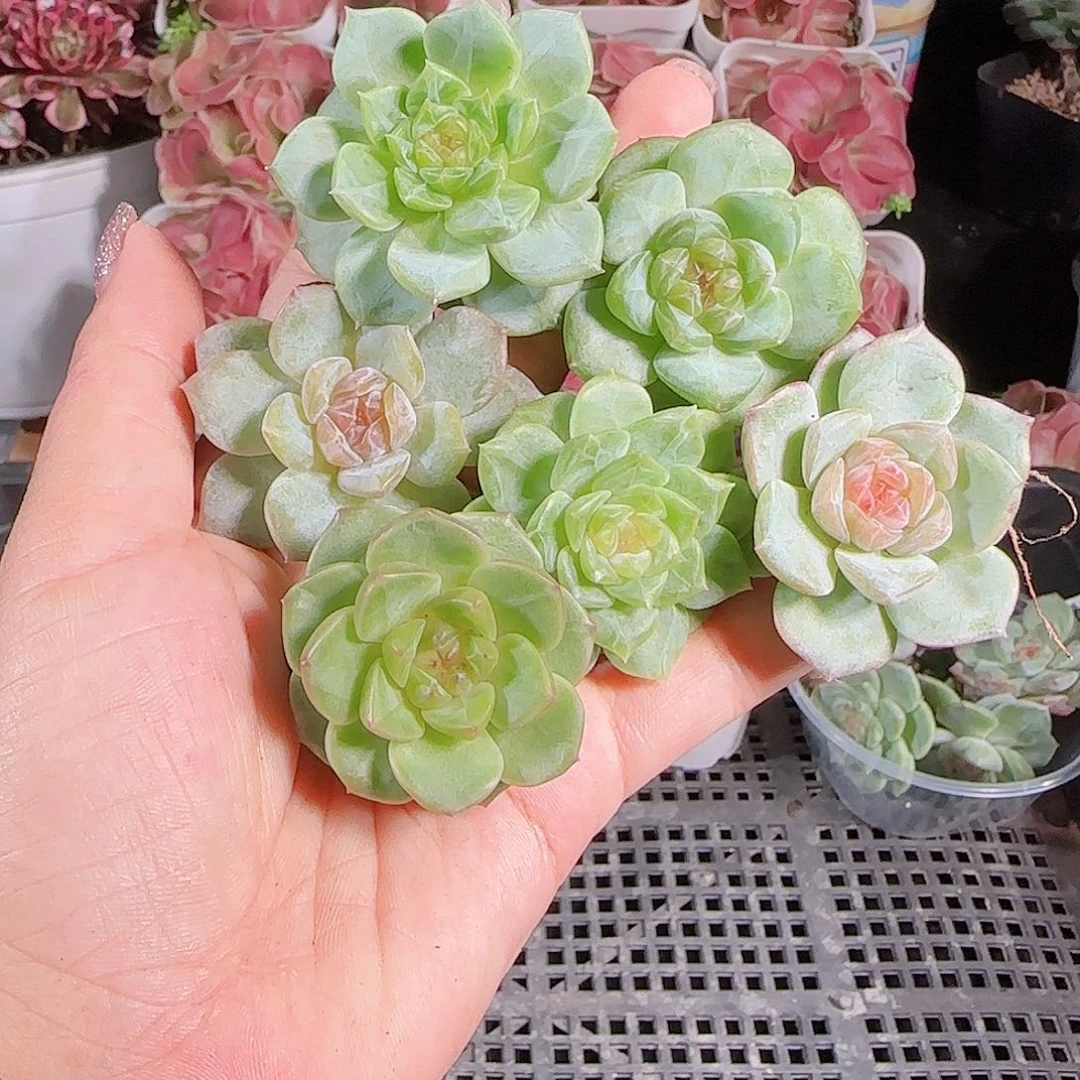 0711,--18糖心珍妮