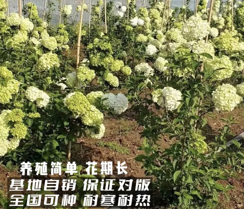 中华木绣球大花斗球木本绣球苗阳台庭院盆栽地栽耐寒耐热花卉绿植