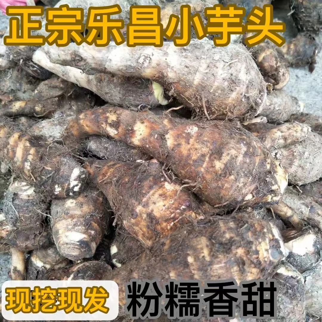 广东韶关乐昌张溪小芋头新鲜蔬菜现挖炮弹芋头仔农家自种槟榔香芋