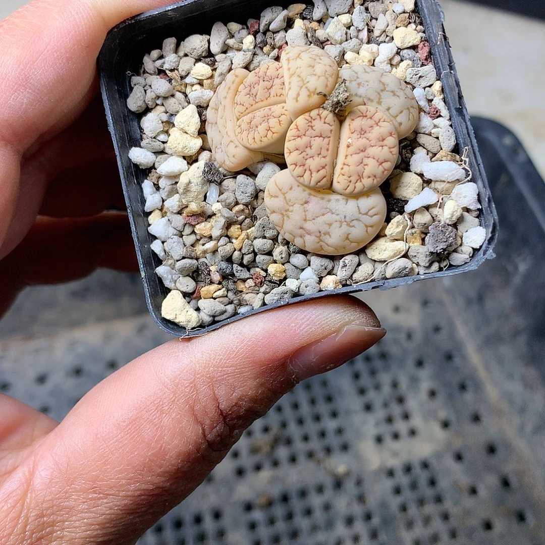 A197多肉植物保护研究所