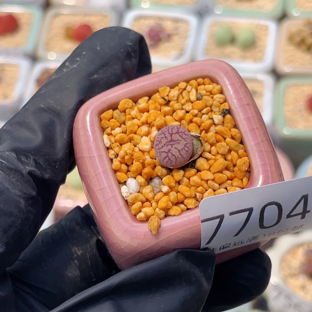 无花朵7704-一物一拍 带盆