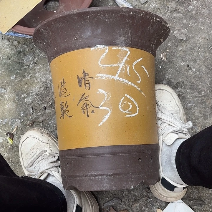 花盆紫砂紫砂的花