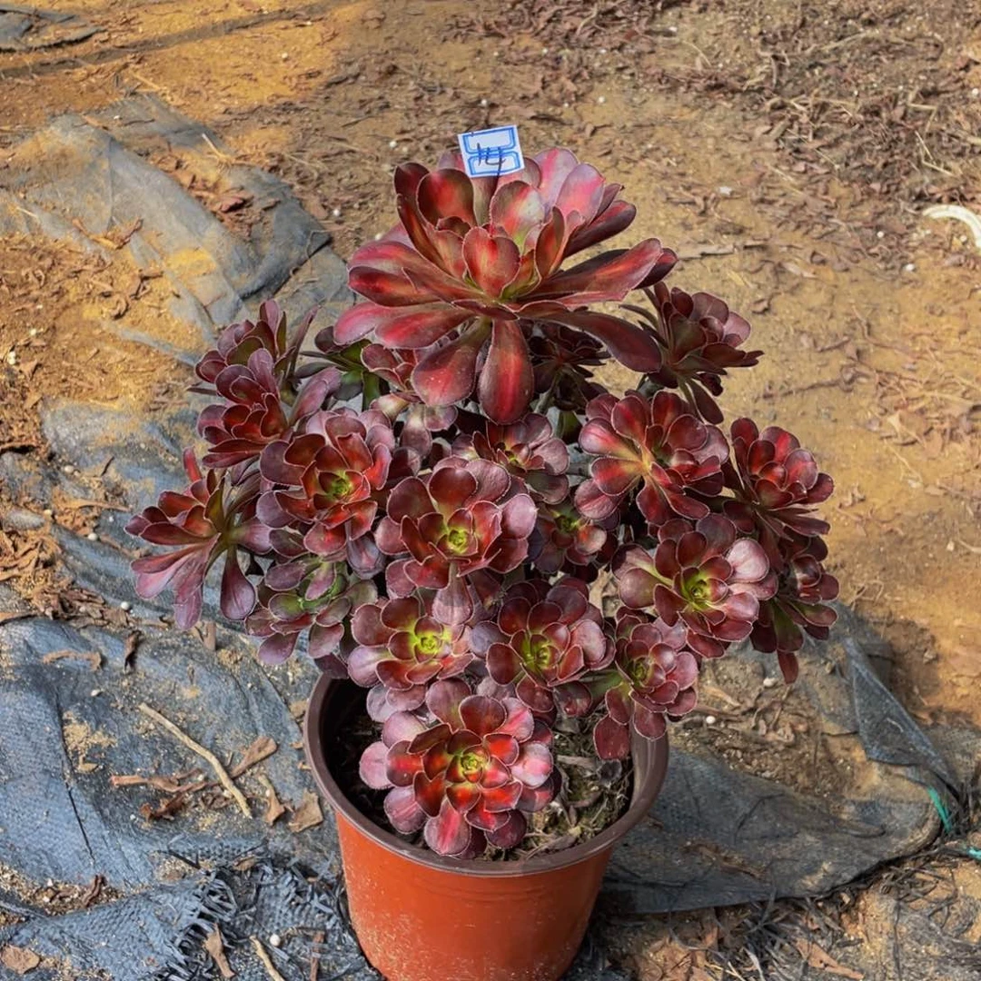 14鲜花老桩鲜花老桩