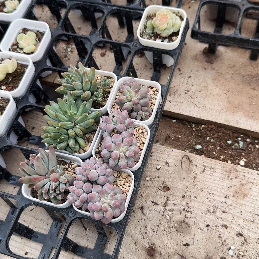 小****好三个圆滚盆满25包邮