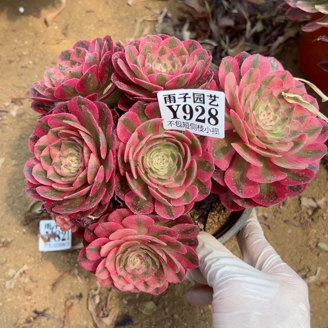928倾城尺寸小15左右特价处理