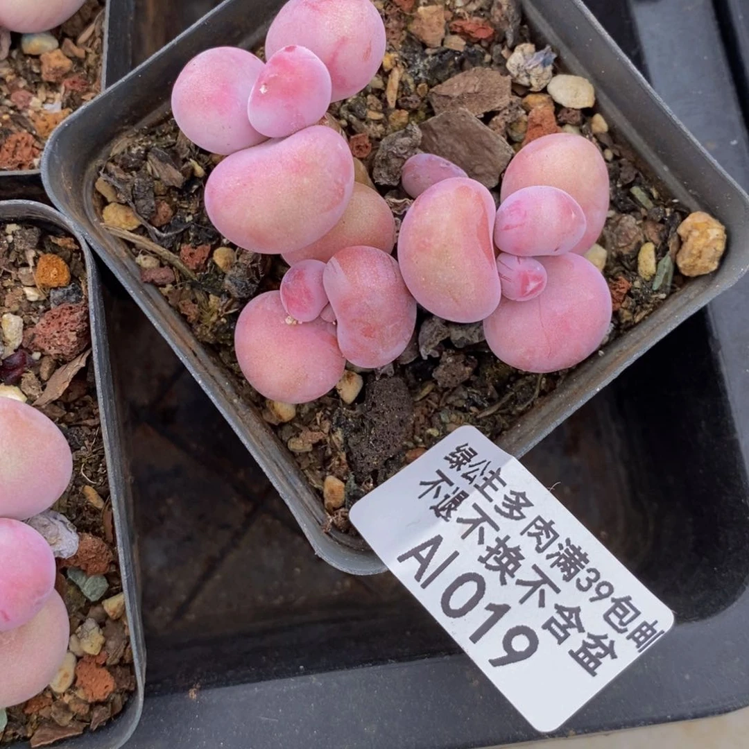 腰子桃蛋019/5cm福利o po