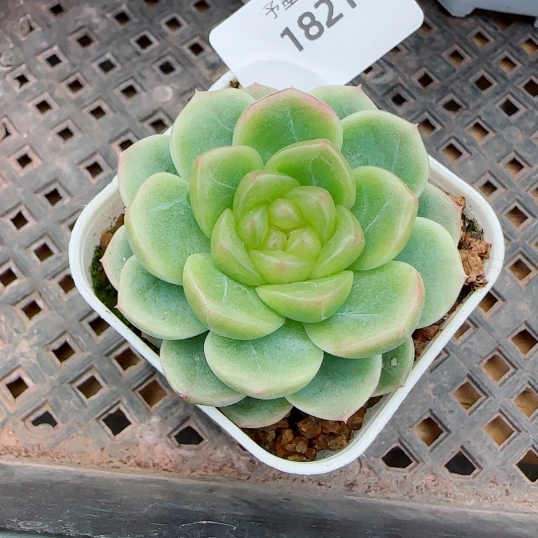 X7 ，1821多肉植物