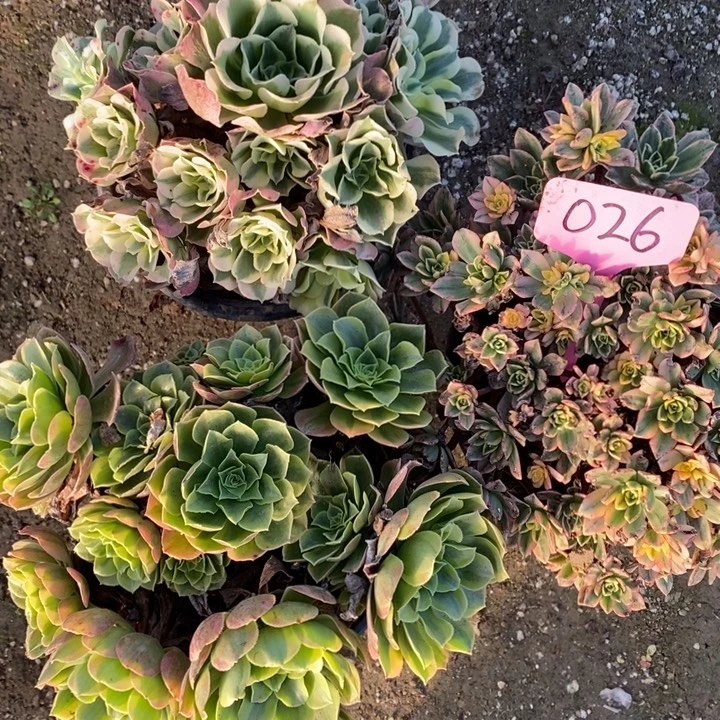 026号3棵111法师组合1111