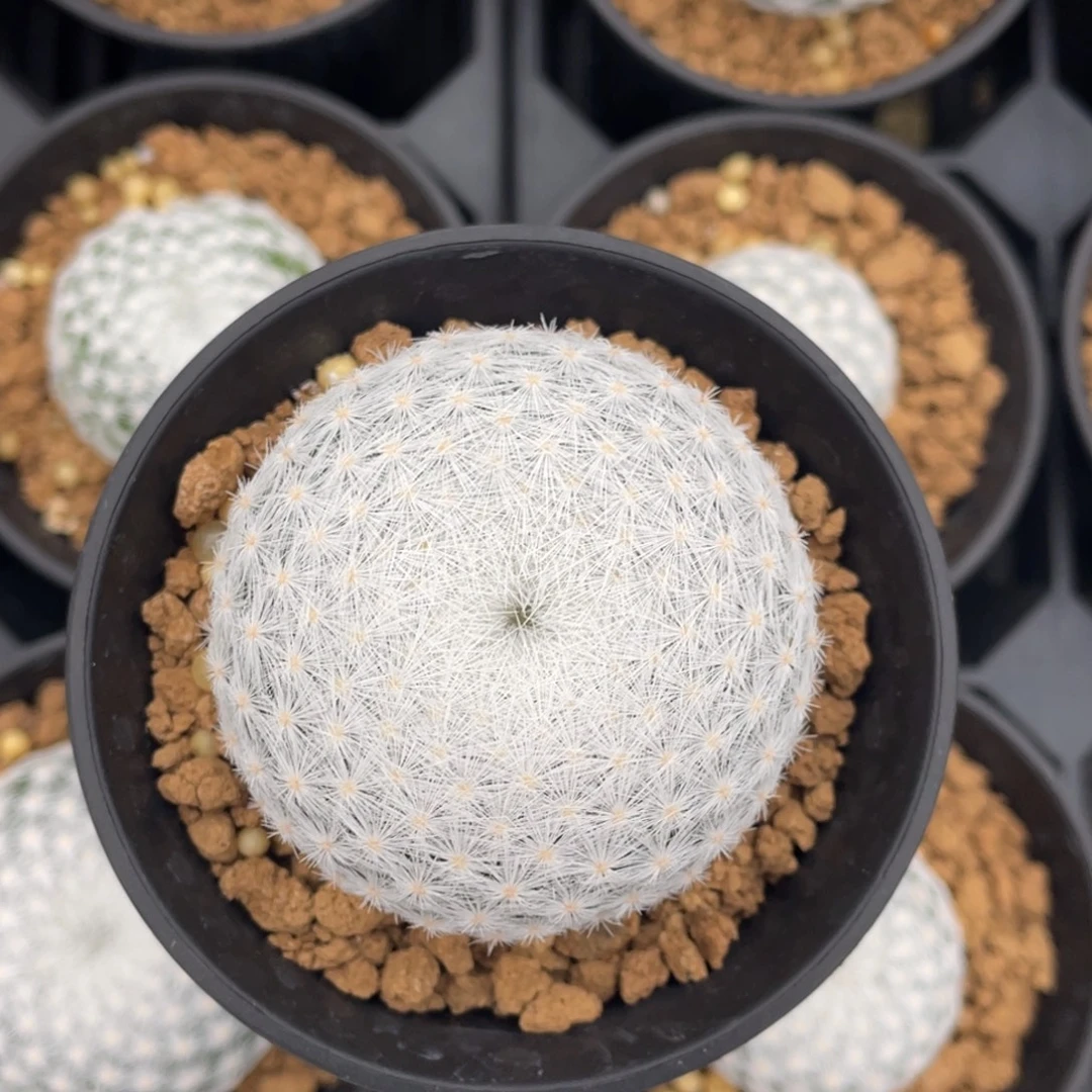 折后价       立刺春星    实生根