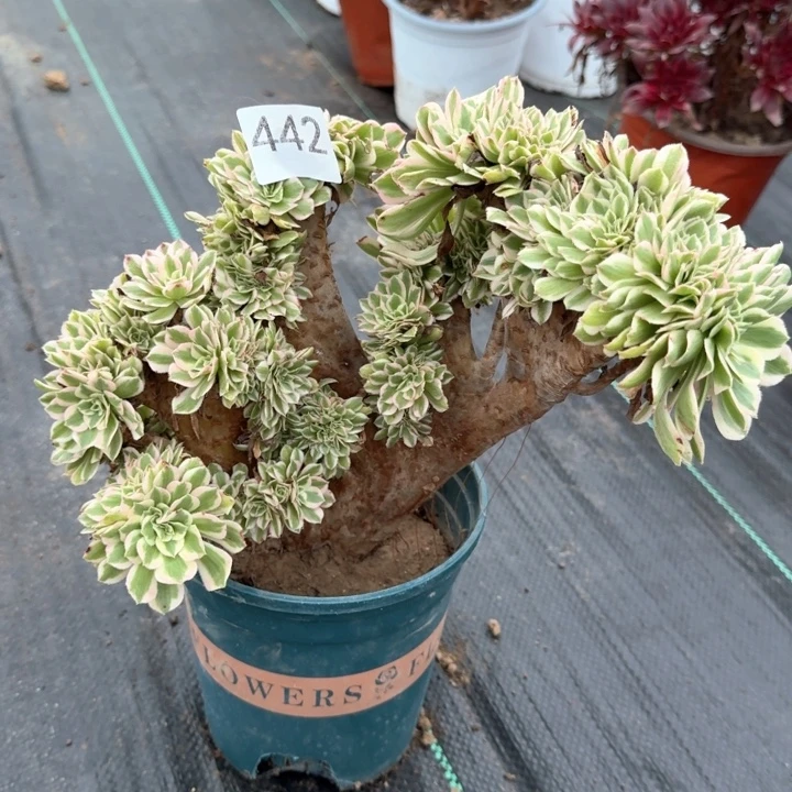 迈巴赫缀化一颗442